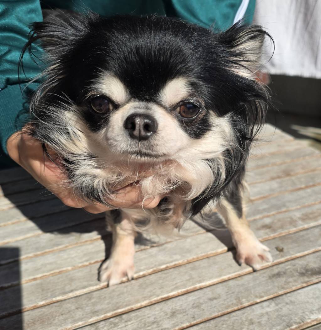 華clubで預かっている里親を探している保護犬です。