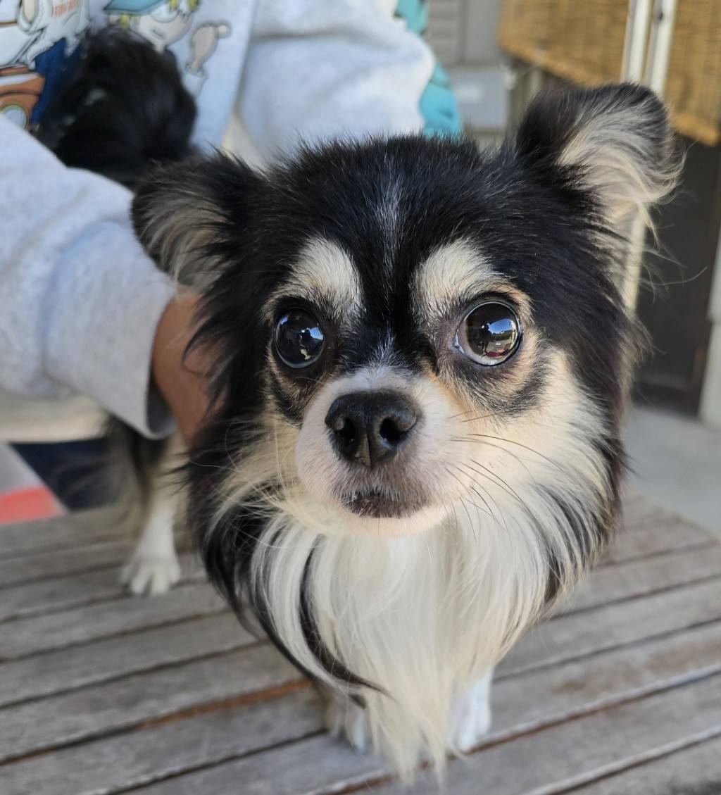 華clubで預かっている里親を探している保護犬です。