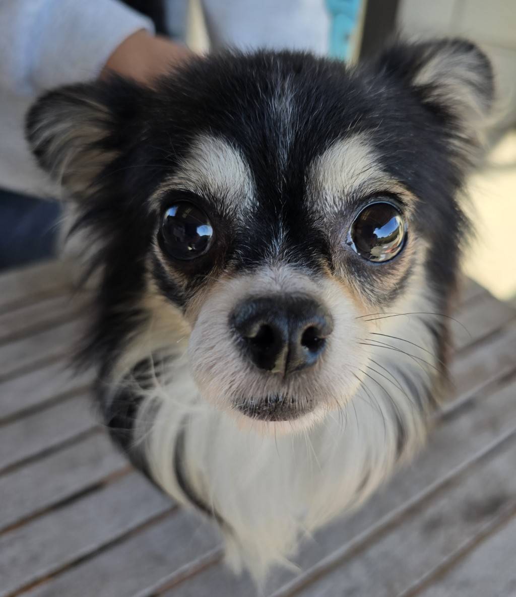 華clubで預かっている里親を探している保護犬です。