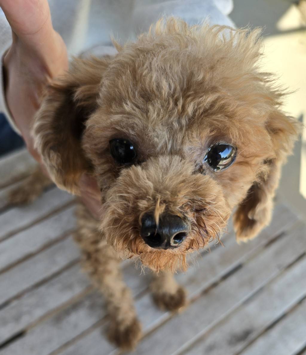 華clubで預かっている里親を探している保護犬です。