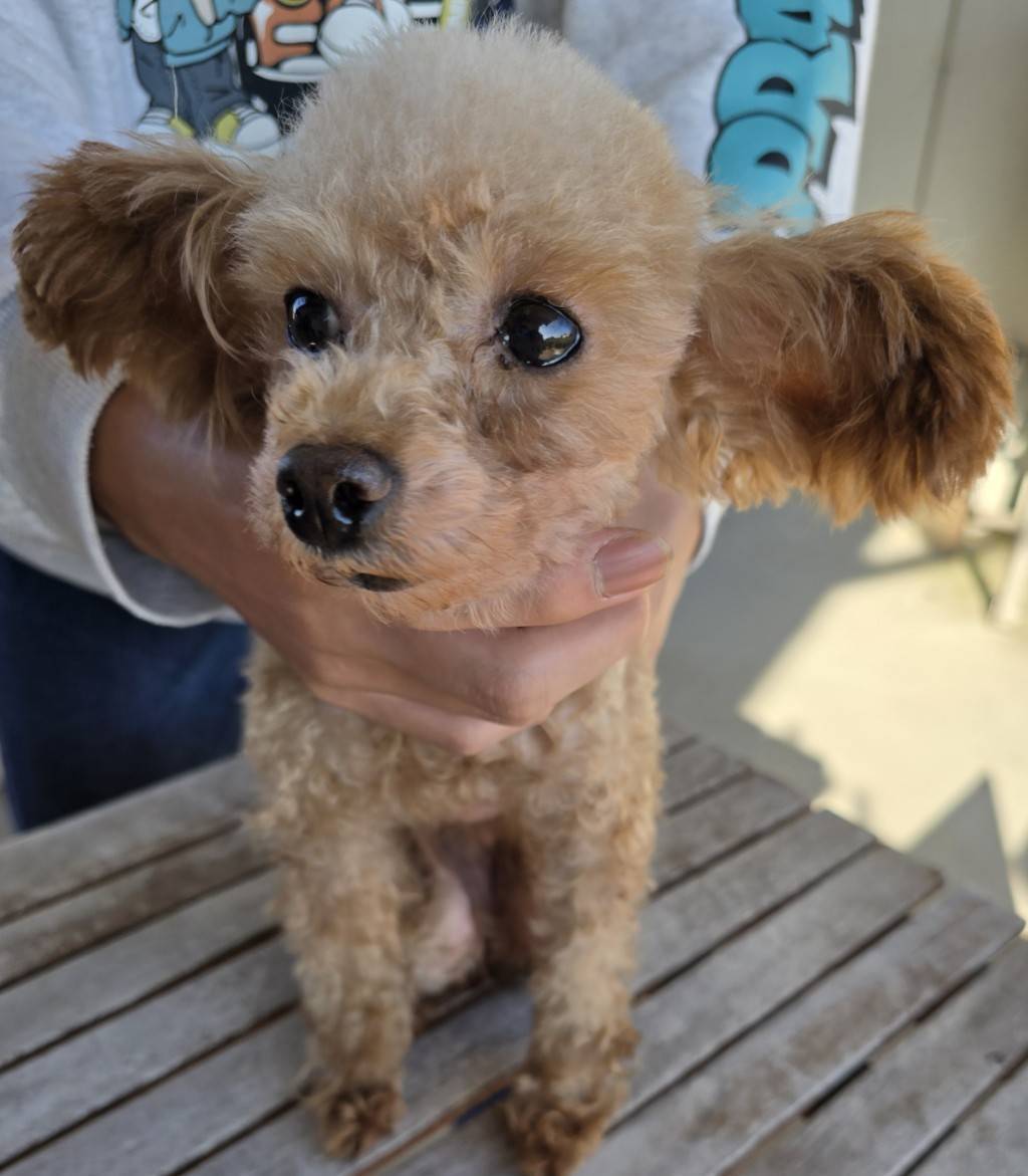 華clubで預かっている里親を探している保護犬です。