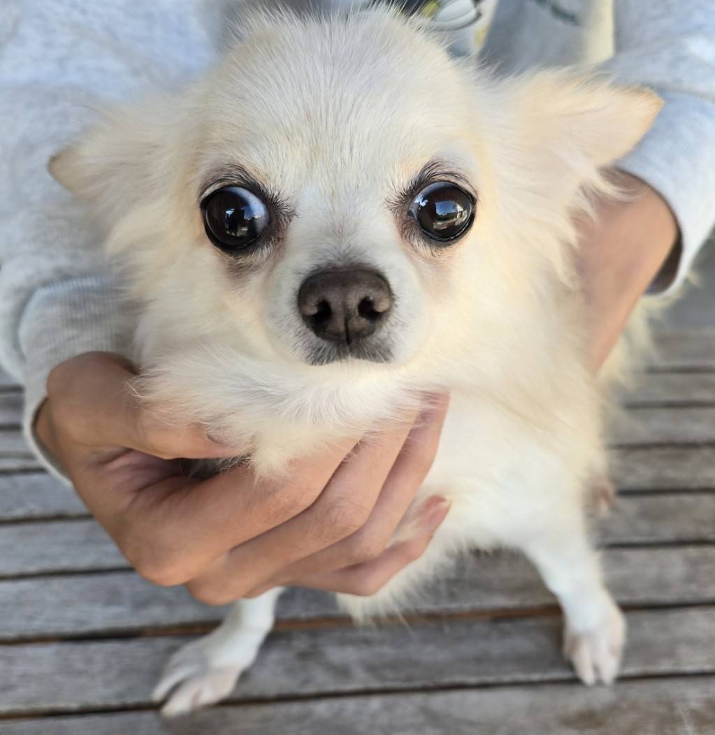 華clubで預かっている里親を探している保護犬です。