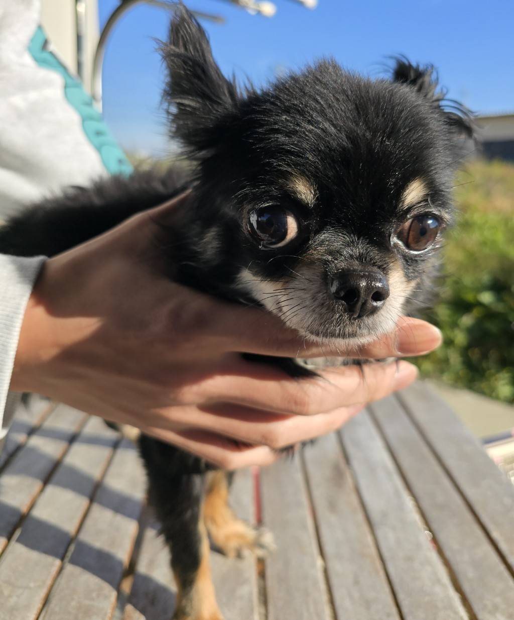 華clubで預かっている里親を探している保護犬です。