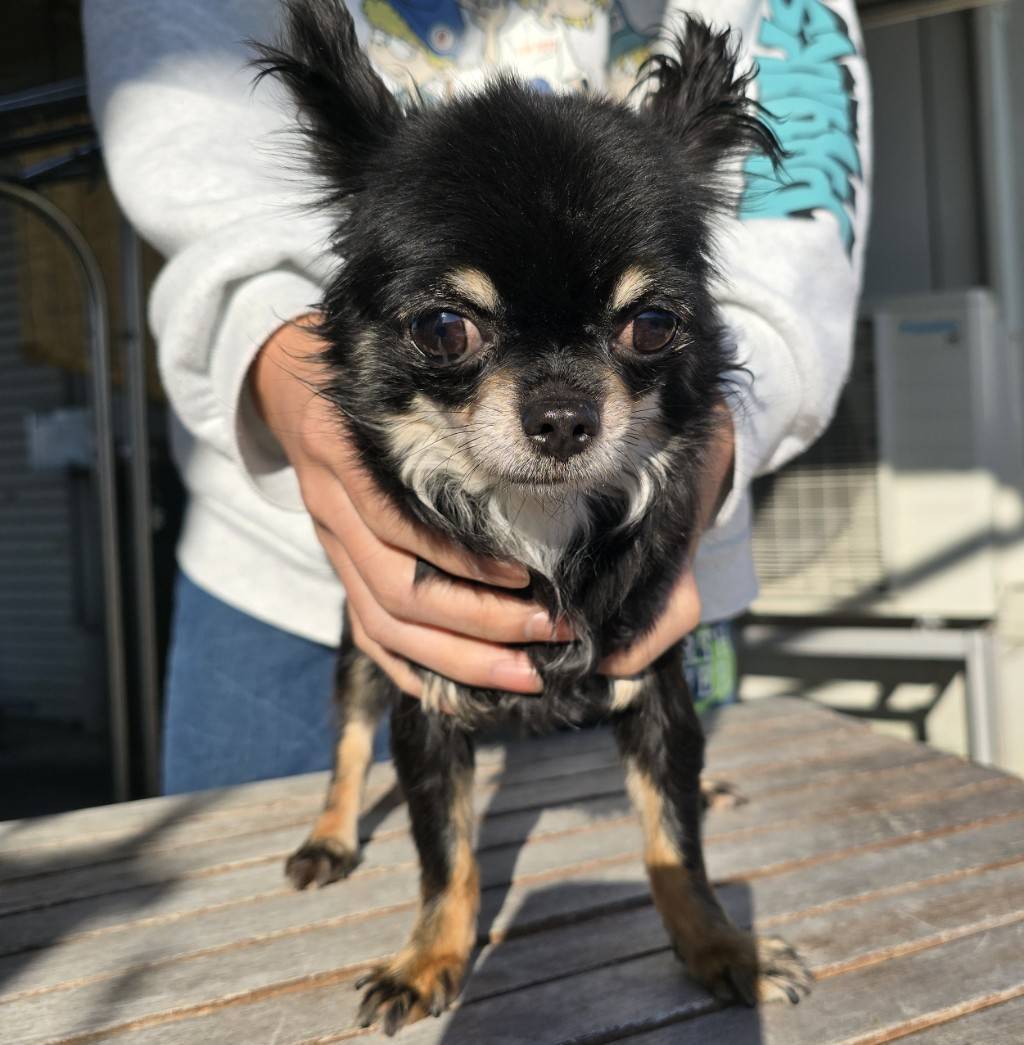 華clubで預かっている里親を探している保護犬です。