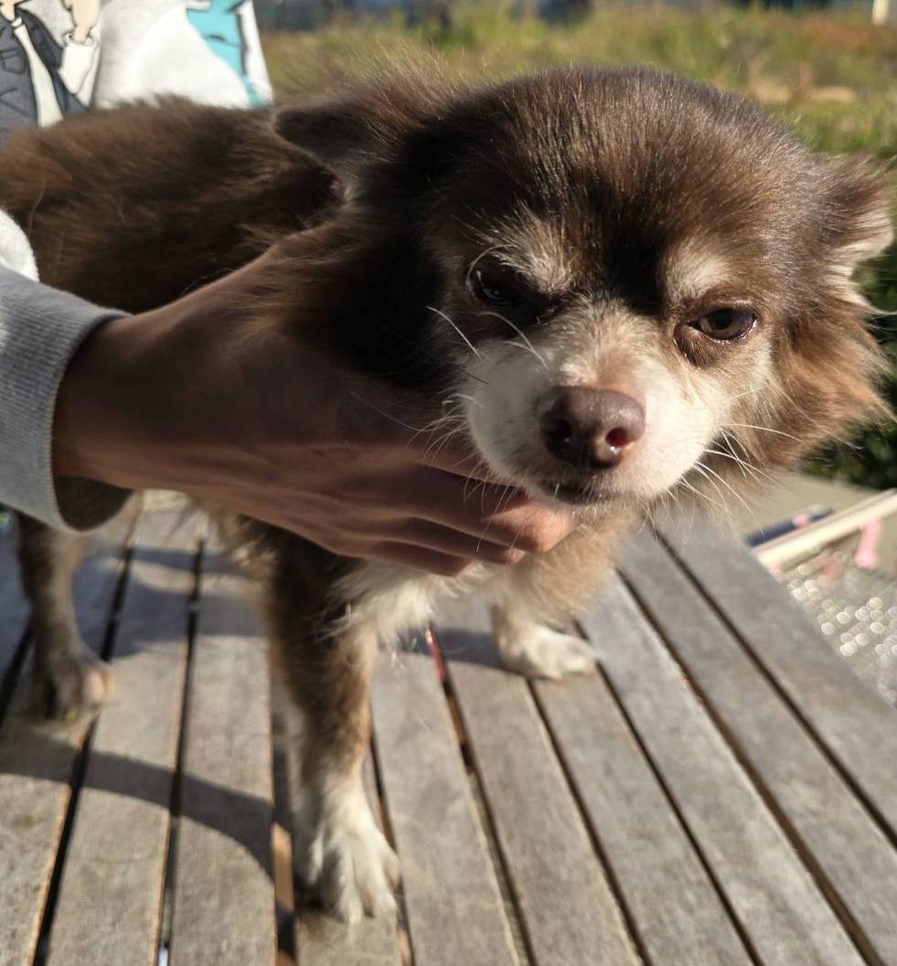 華clubで預かっている里親を探している保護犬です。