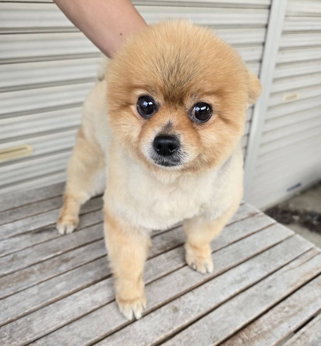 華clubで預かっている里親を探している保護犬です。