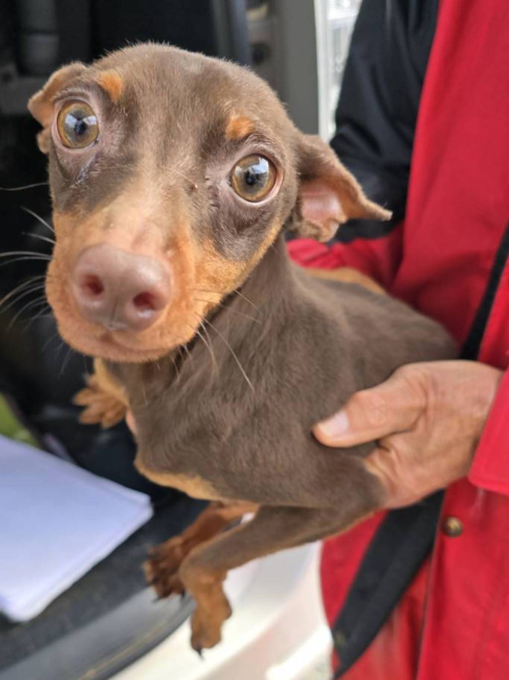 華clubで預かっている里親を探している保護犬です。