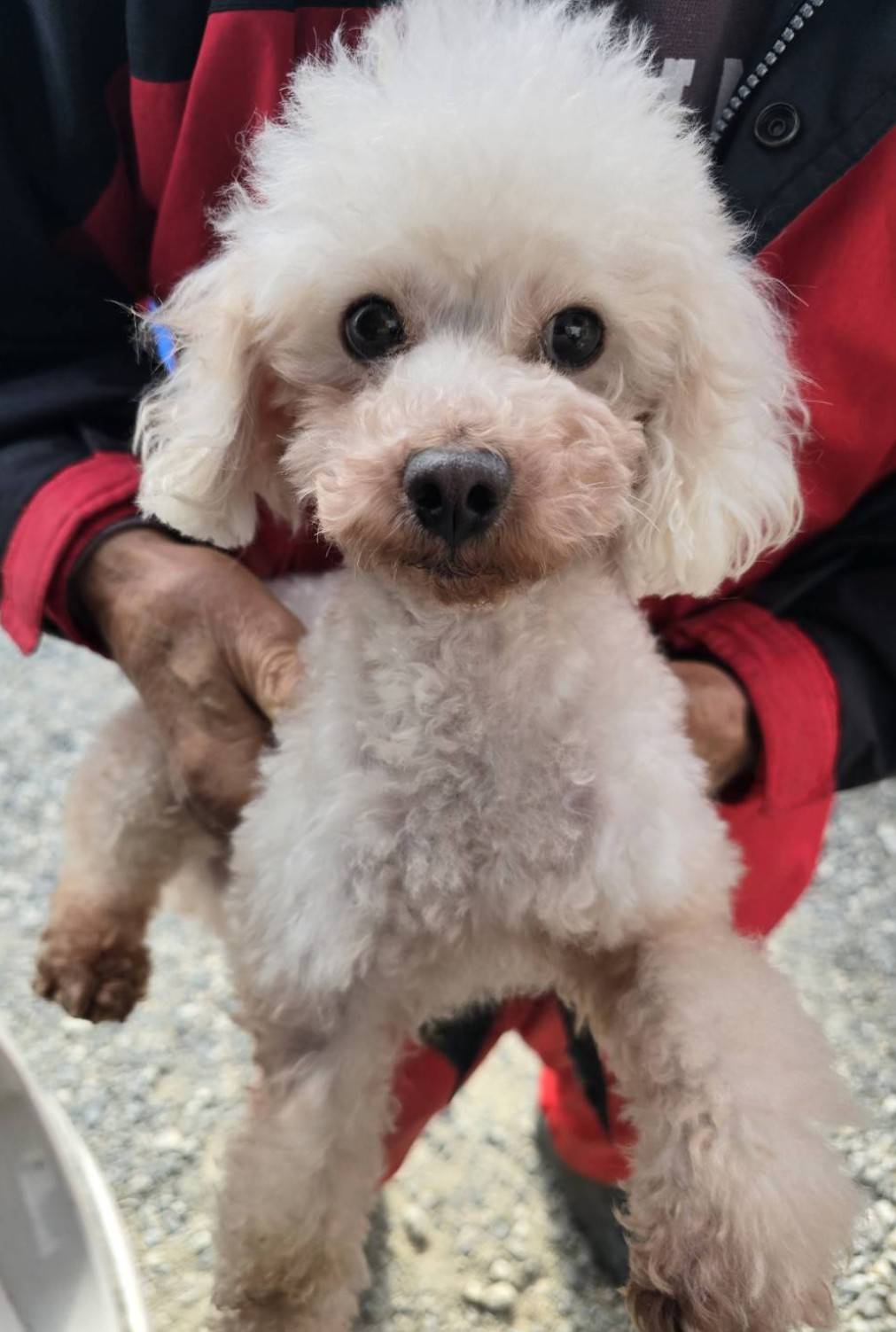 華clubで預かっている里親を探している保護犬です。