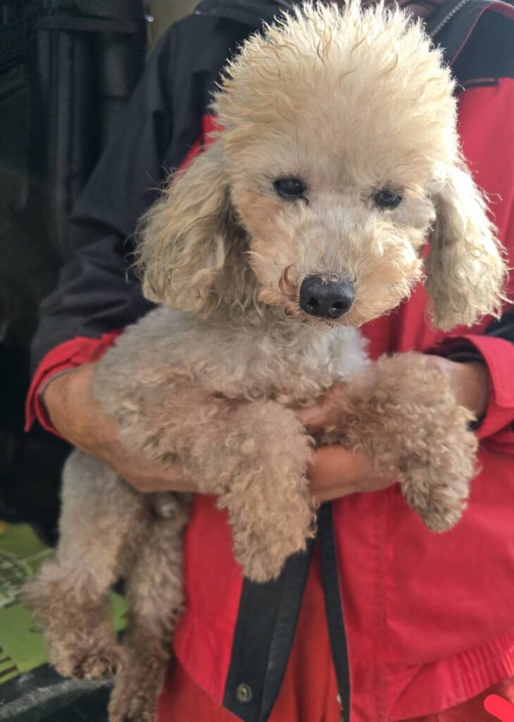 華clubで預かっている里親を探している保護犬です。