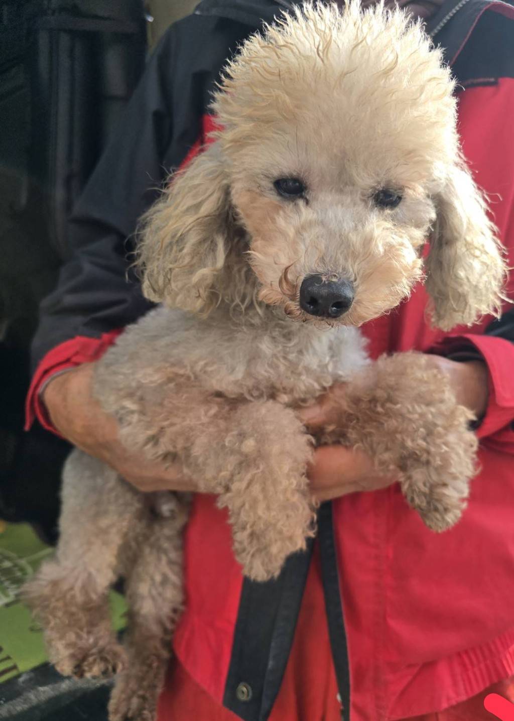 華clubで預かっている里親を探している保護犬です。