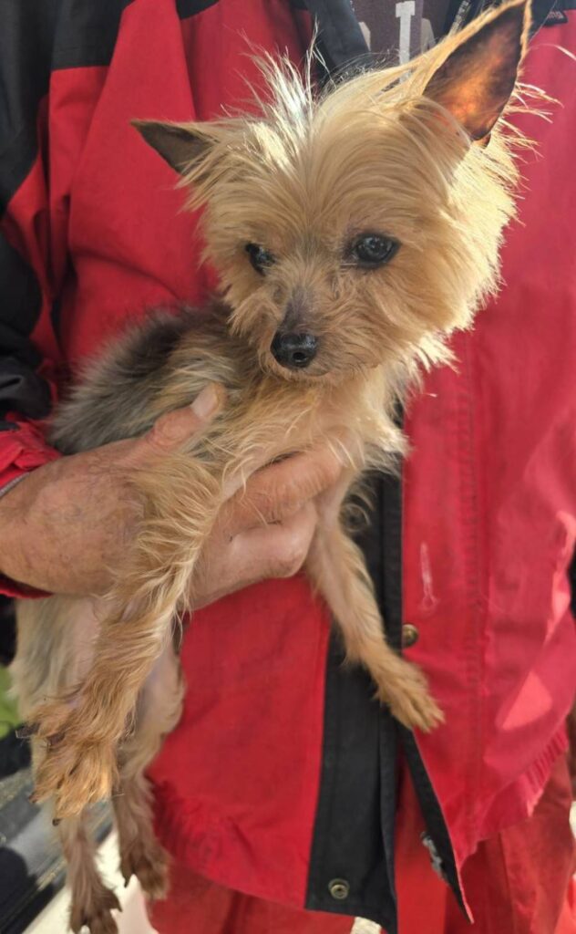 華clubで預かっている里親を探している保護犬です。