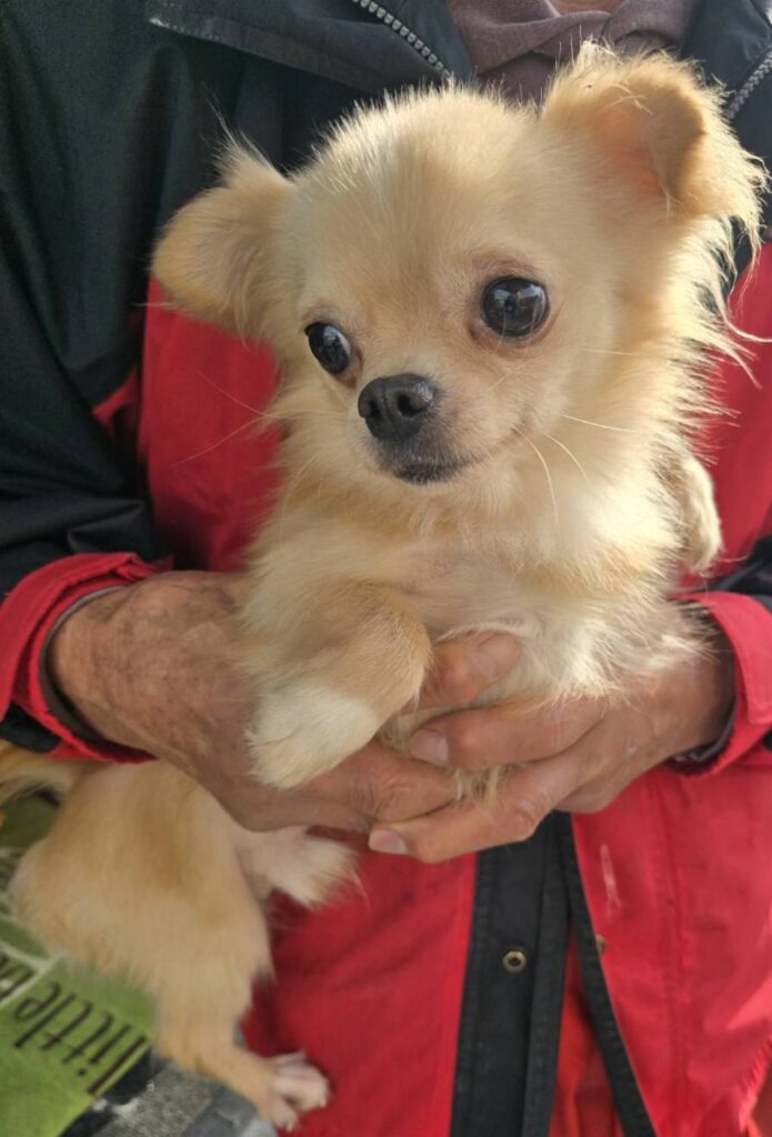 華clubで預かっている里親を探している保護犬です。