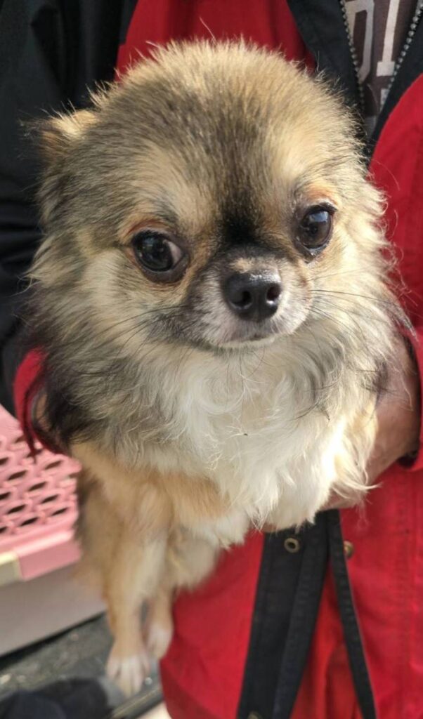 華clubで預かっている里親を探している保護犬です。