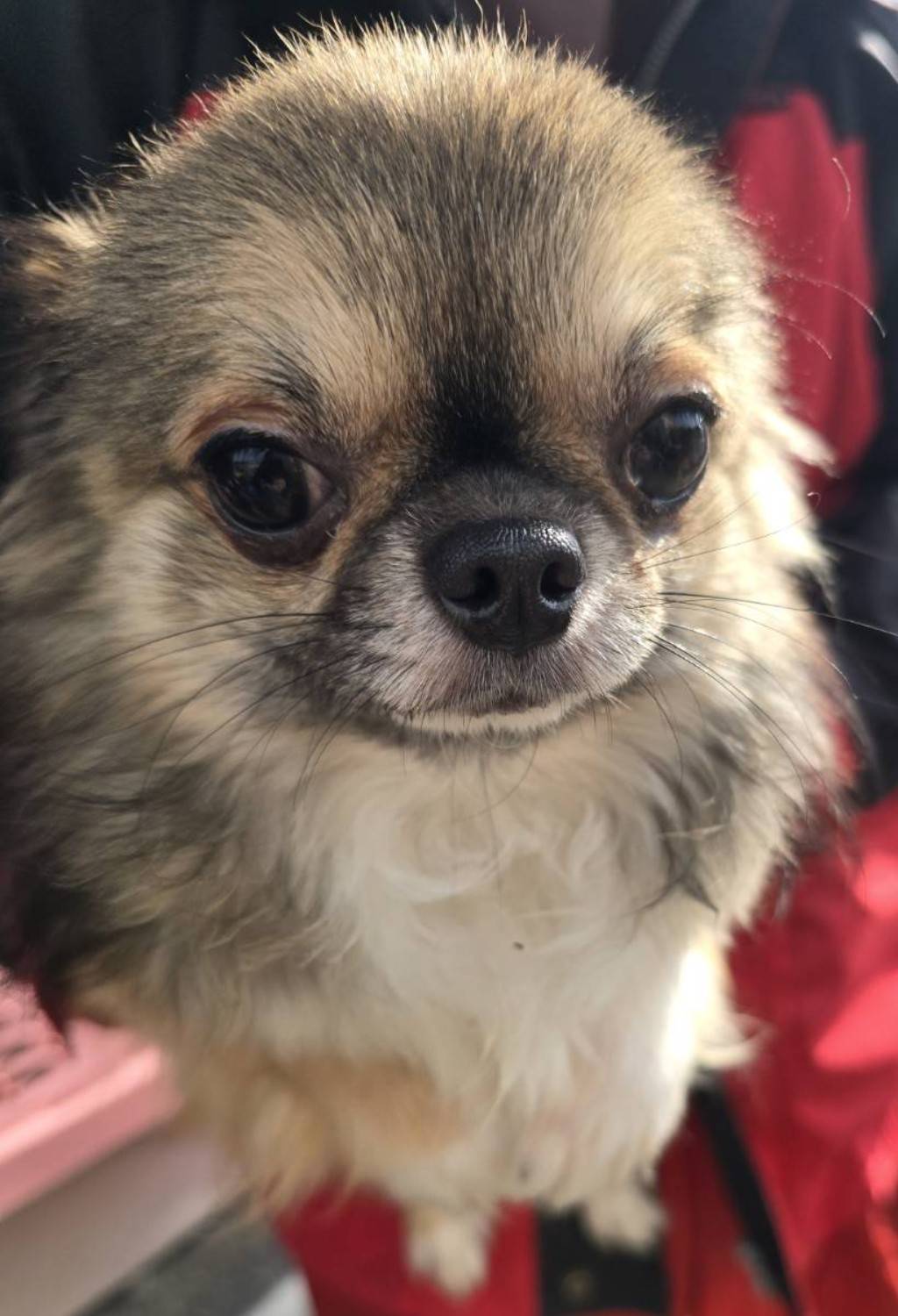 華clubで預かっている里親を探している保護犬です。