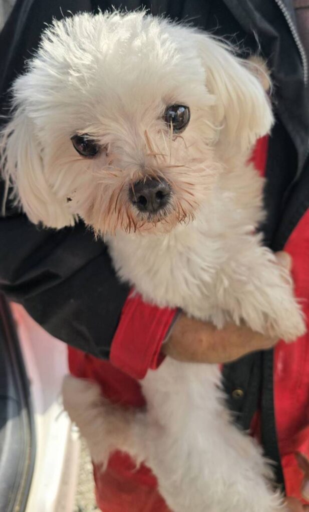 華clubで預かっている里親を探している保護犬です。