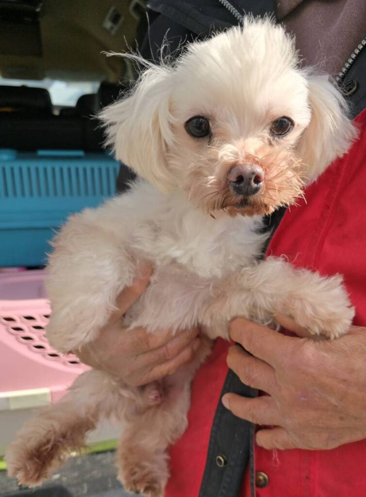 華clubで預かっている里親を探している保護犬です。