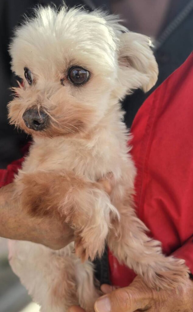 華clubで預かっている里親を探している保護犬です。