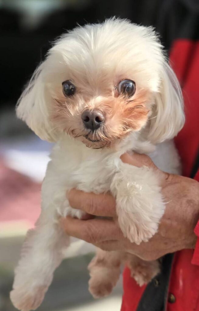 華clubで預かっている里親を探している保護犬です。