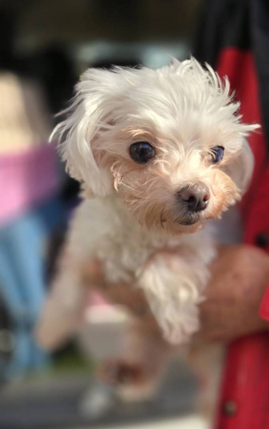 華clubで預かっている里親を探している保護犬です。