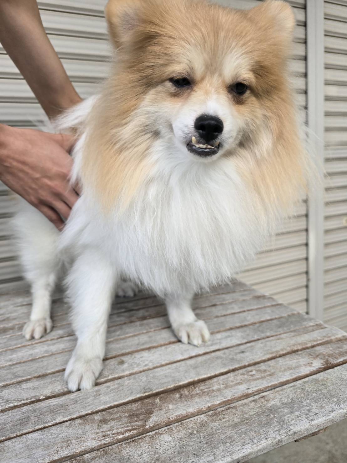 華clubで預かっている里親を探している保護犬です。