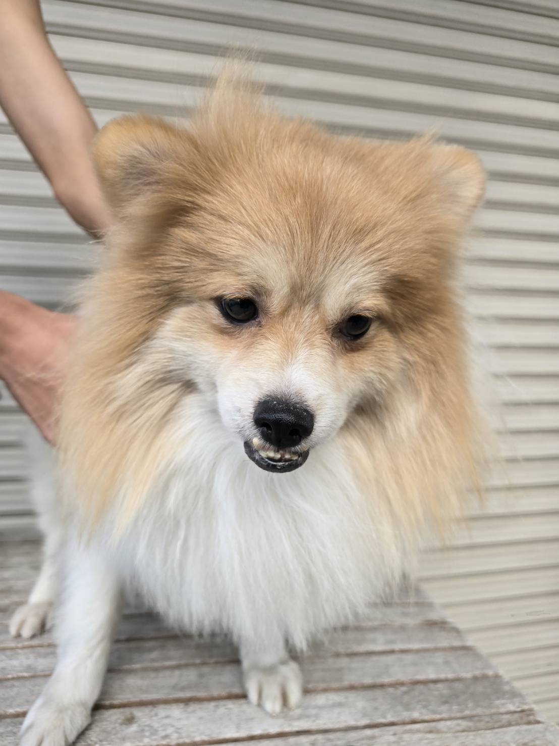 華clubで預かっている里親を探している保護犬です。