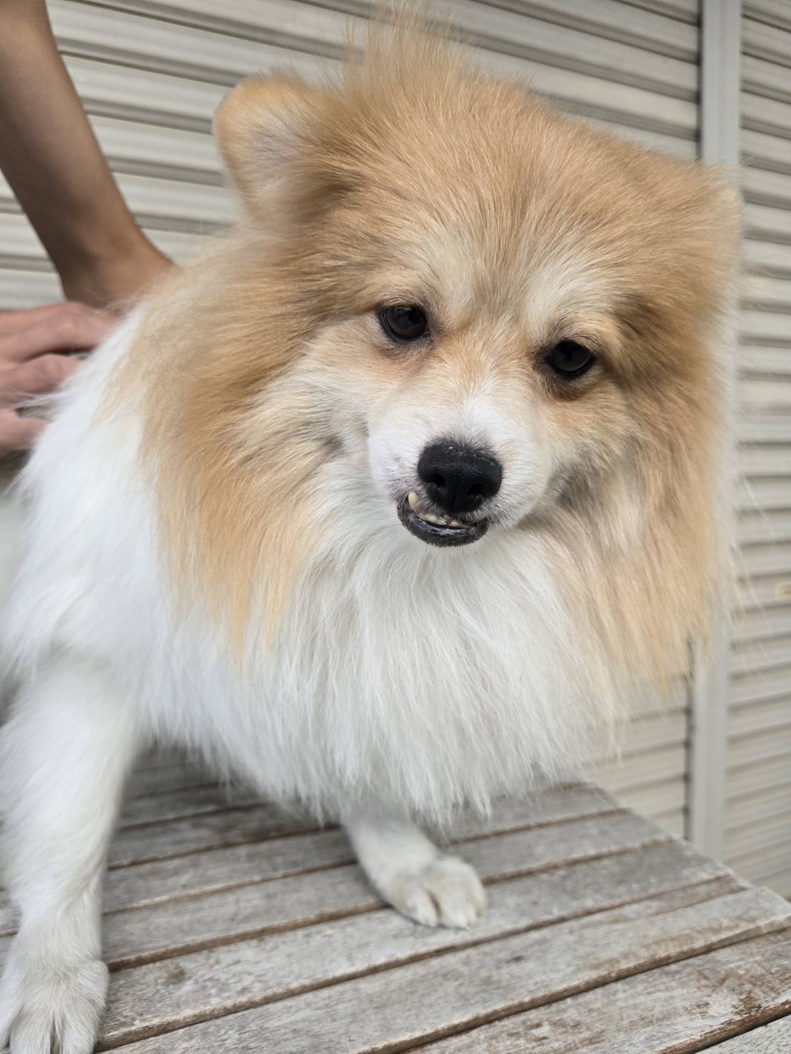 華clubで預かっている里親を探している保護犬です。