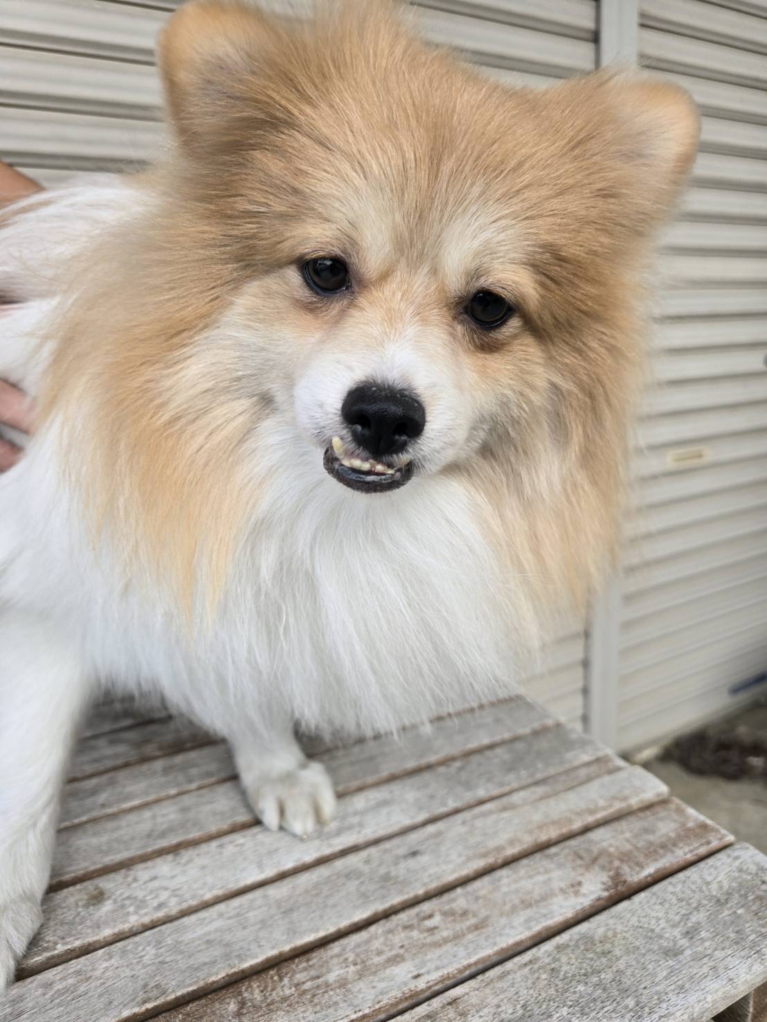 華clubで預かっている里親を探している保護犬です。