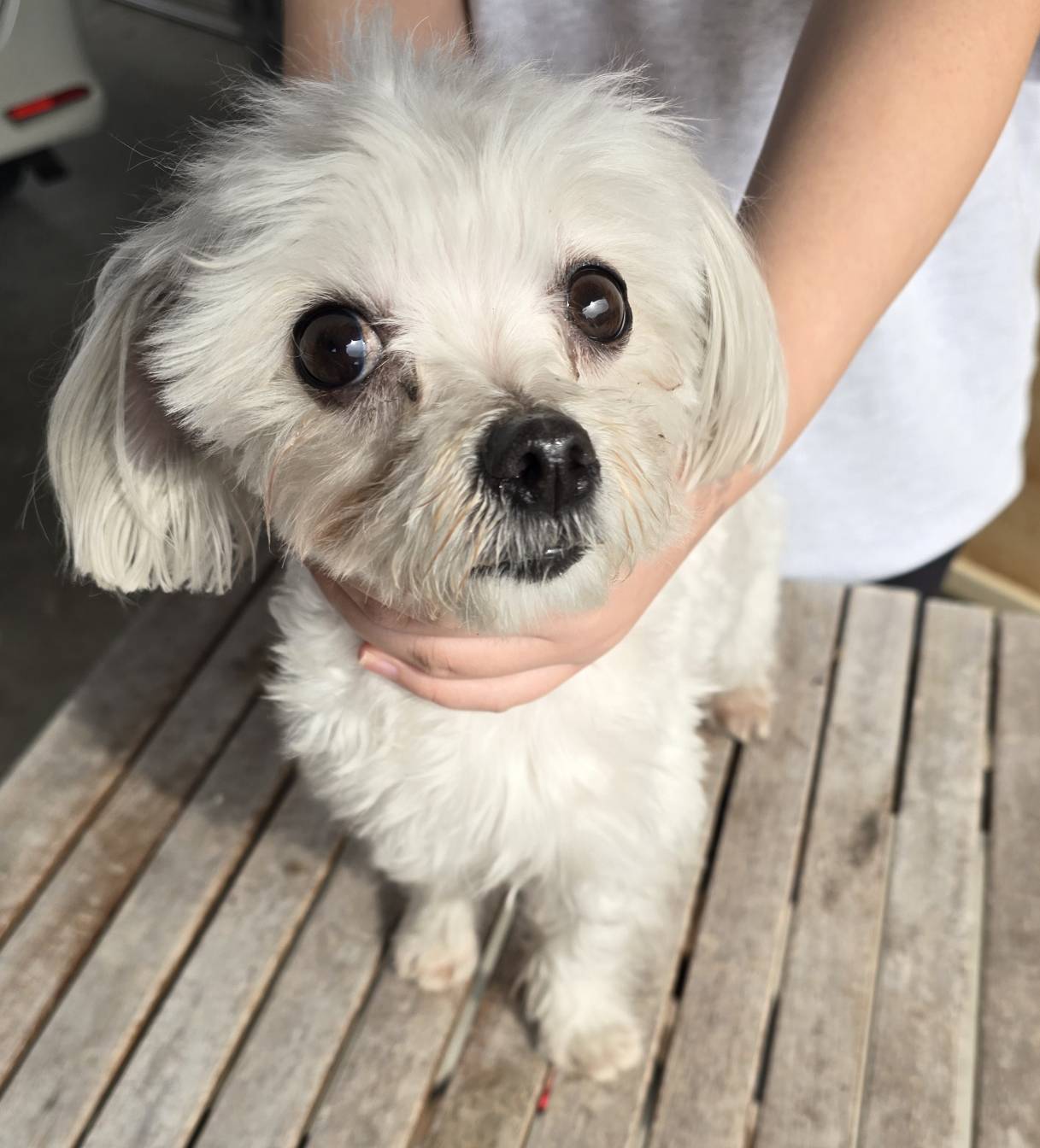 華clubで預かっている里親を探している保護犬です。