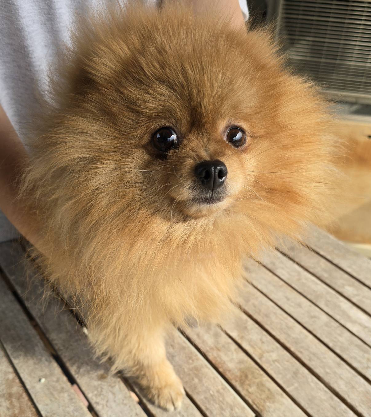 華clubで預かっている里親を探している保護犬です。