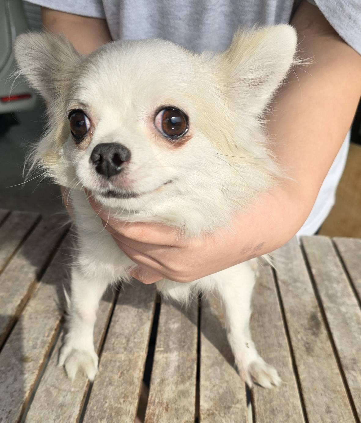 華clubで預かっている里親を探している保護犬です。