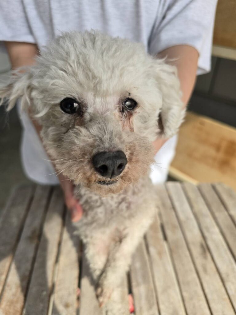 華clubで預かっている里親を探している保護犬です。