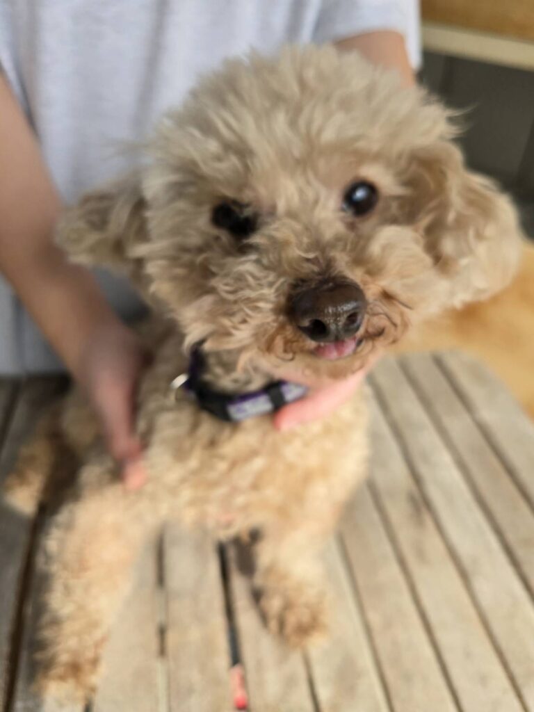 華clubで預かっている里親を探している保護犬です。