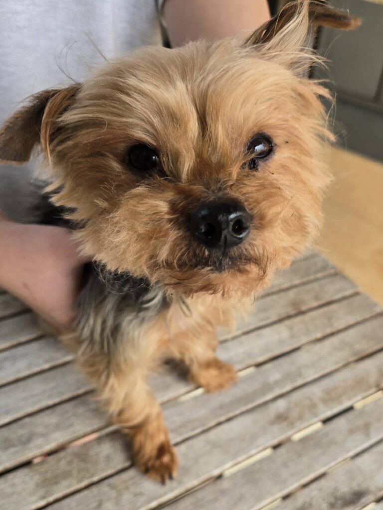 華clubで預かっている里親を探している保護犬です。