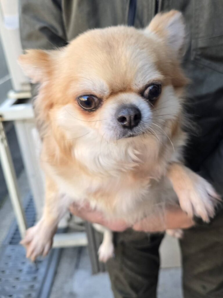 華clubで預かっている里親を探している保護犬です。