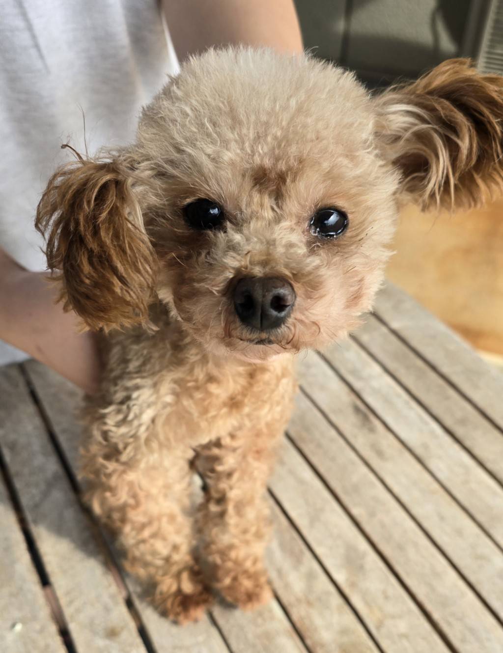 華clubで預かっている里親を探している保護犬です。