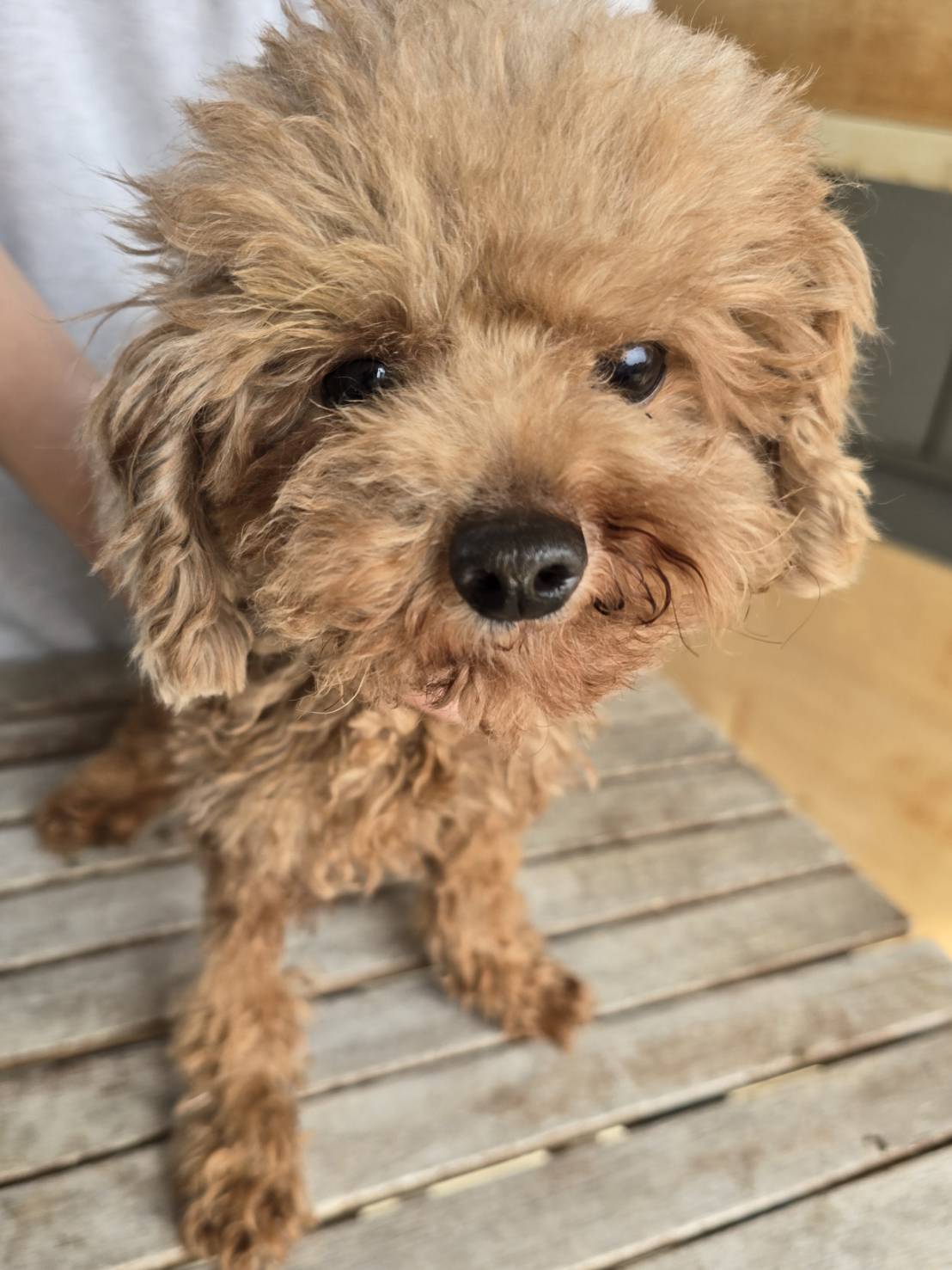 華clubで預かっている里親を探している保護犬です。