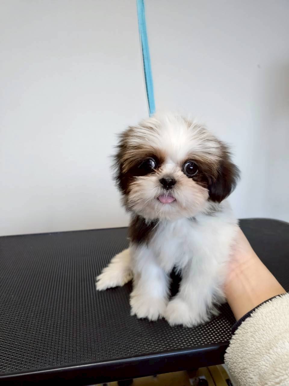 華clubで預かっている里親を探している保護犬です。