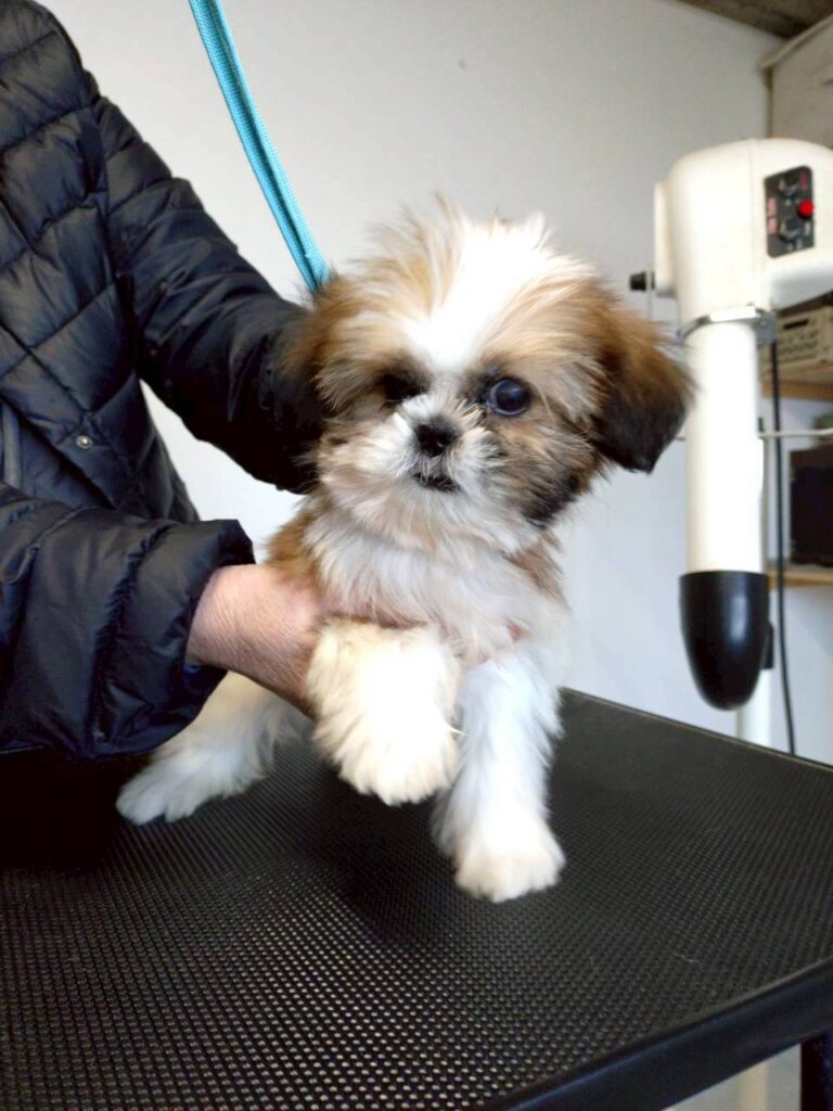 華clubで預かっている里親を探している保護犬です。