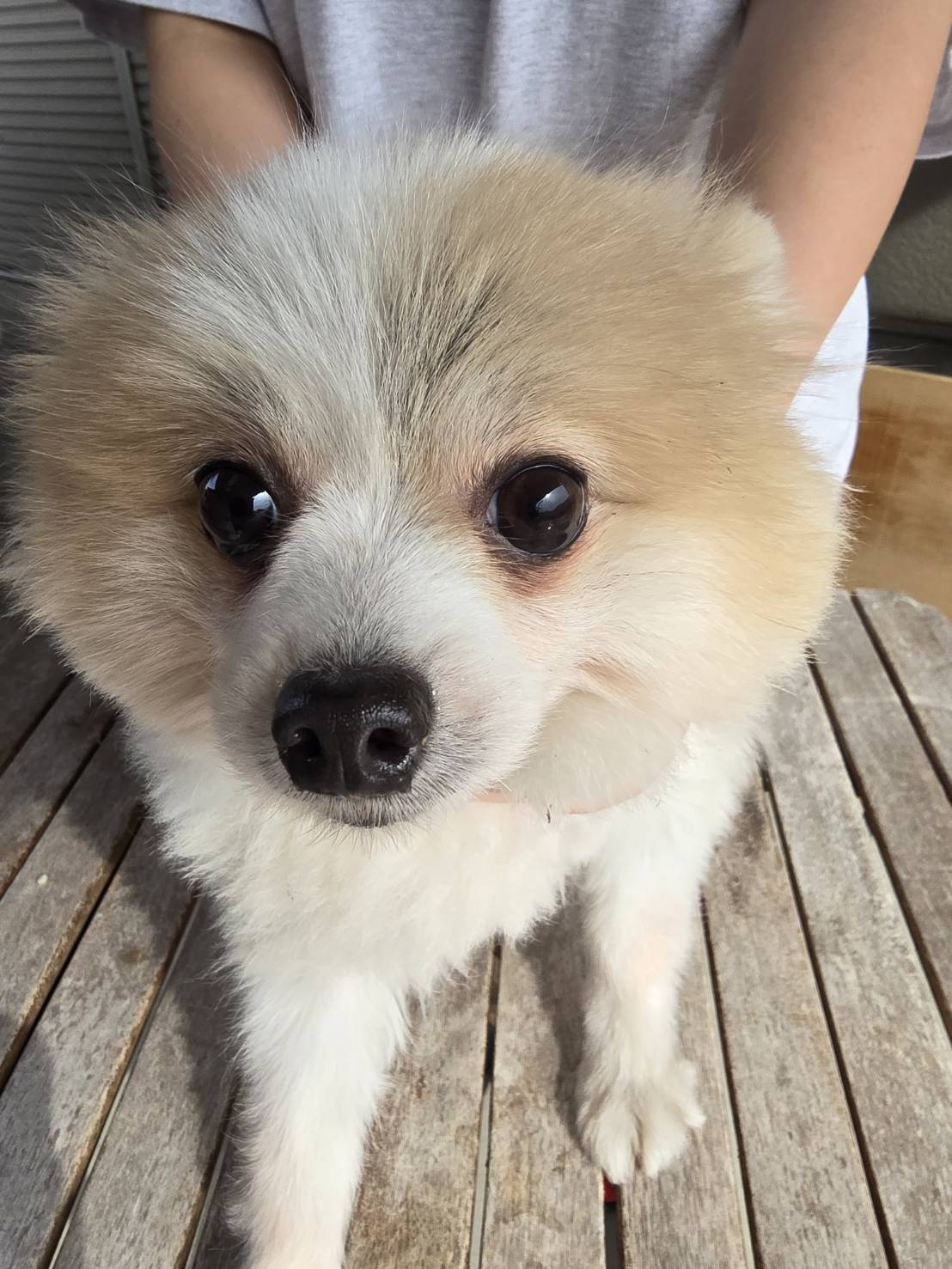 華clubで預かっている里親を探している保護犬です。