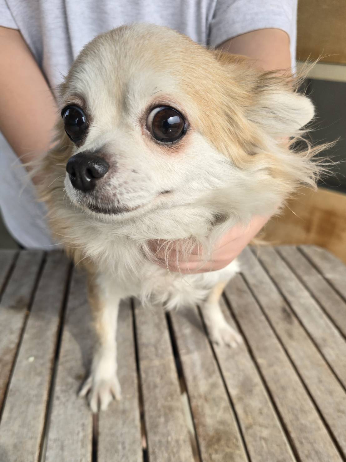 華clubで預かっている里親を探している保護犬です。