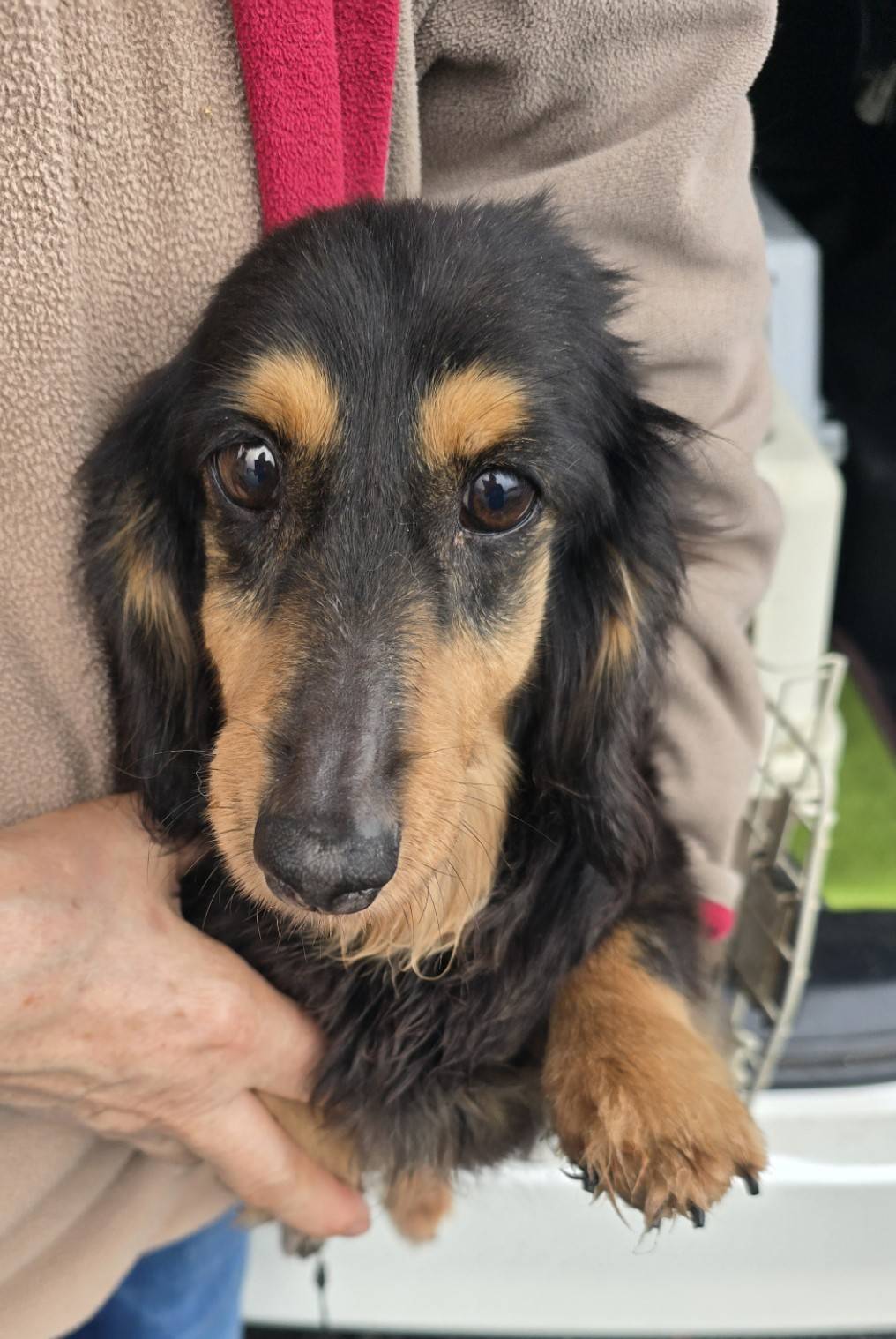 華clubで預かっている里親を探している保護犬です。