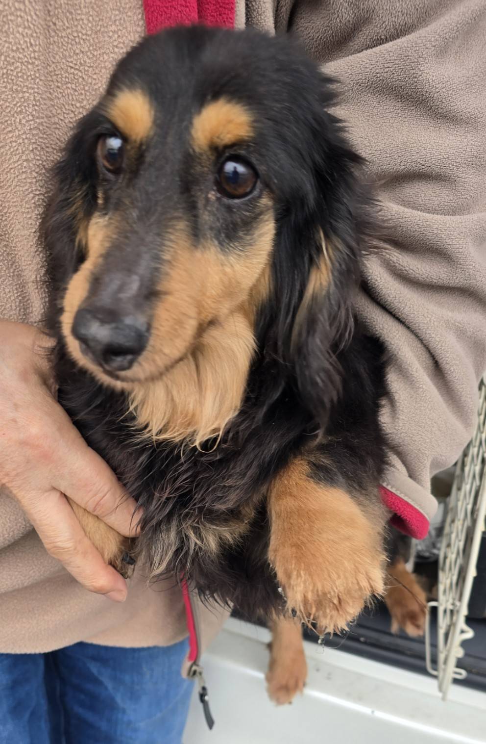 華clubで預かっている里親を探している保護犬です。