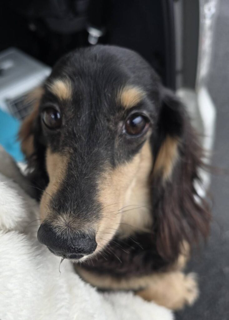 華clubで預かっている里親を探している保護犬です。