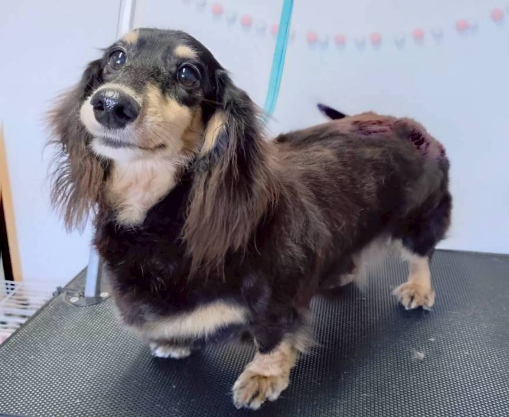 華clubで預かっている里親を探している保護犬です。