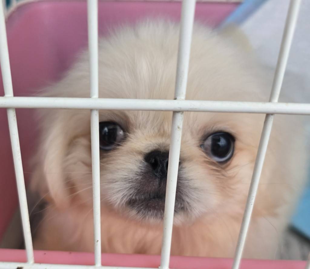 華clubで預かっている里親を探している保護犬です。