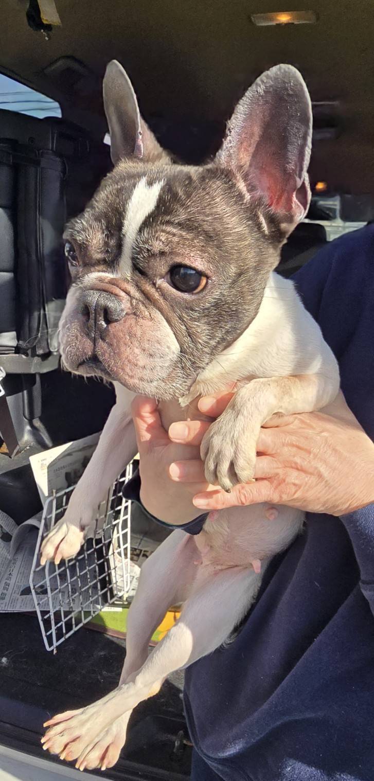 華clubで預かっている里親を探している保護犬です。