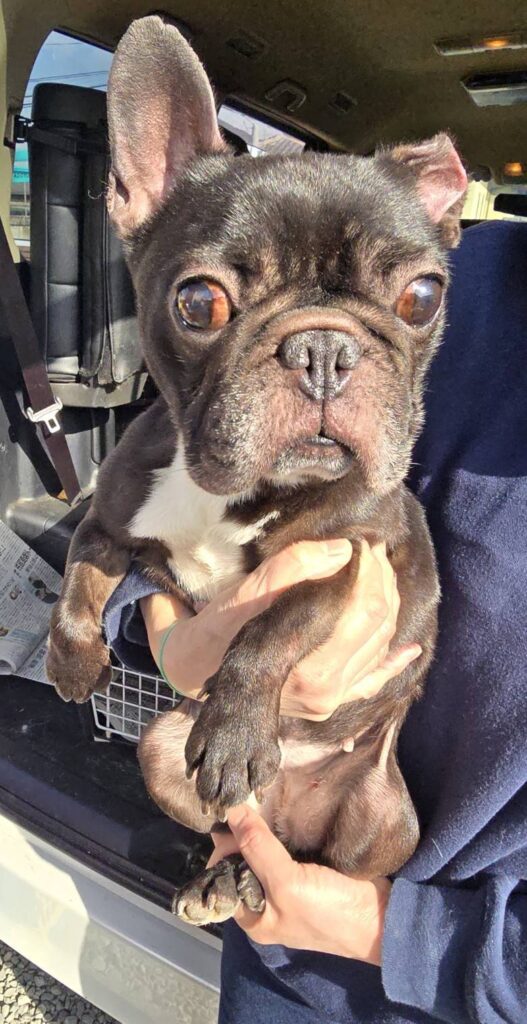 華clubで預かっている里親を探している保護犬です。