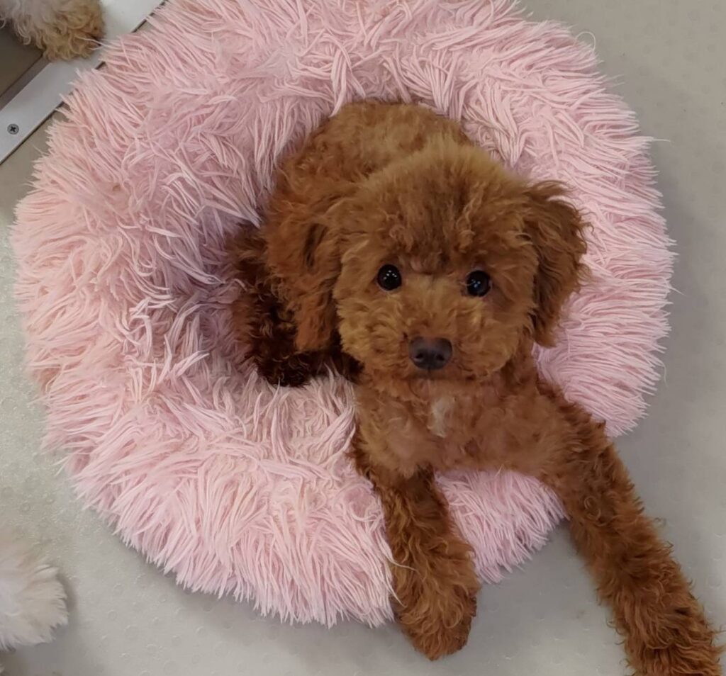 華clubで預かっている里親を探している保護犬です。