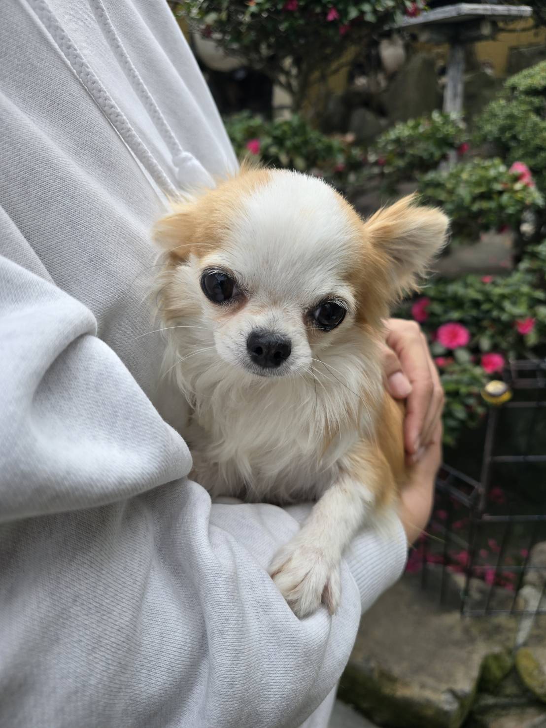 華clubで預かっている里親を探している保護犬です。