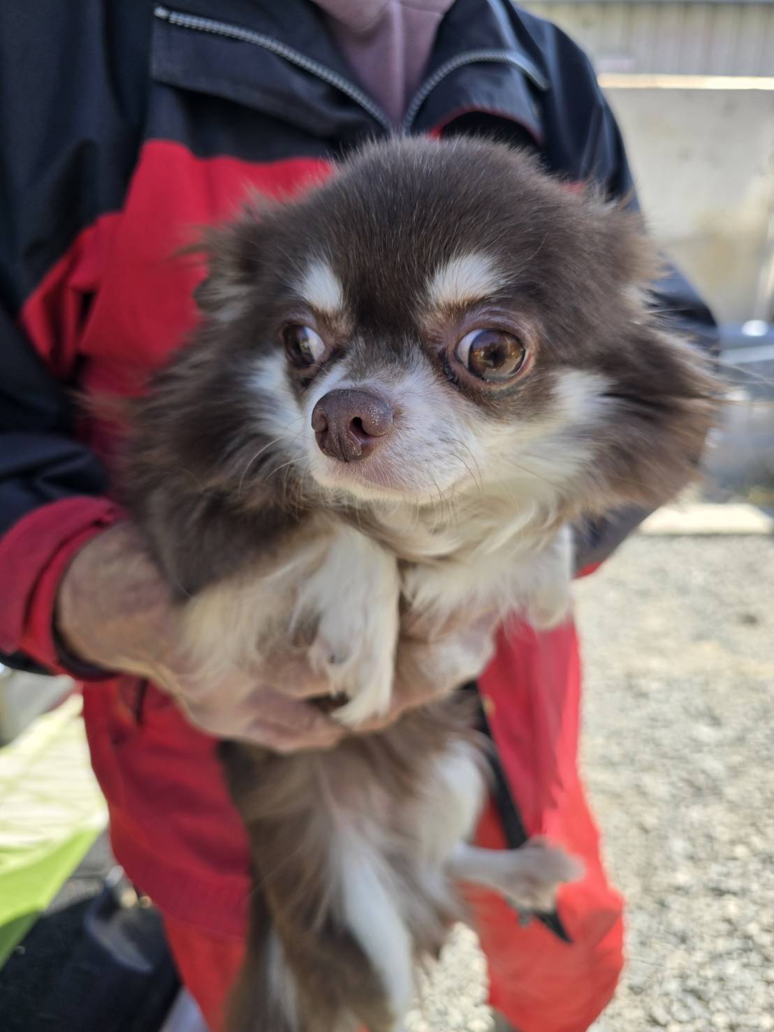 華clubで預かっている里親を探している保護犬です。